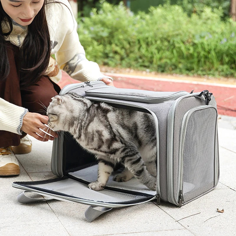 Chat tigré gris sortant d'un sac de transport gris ouvert, une femme lui tend la main dehors