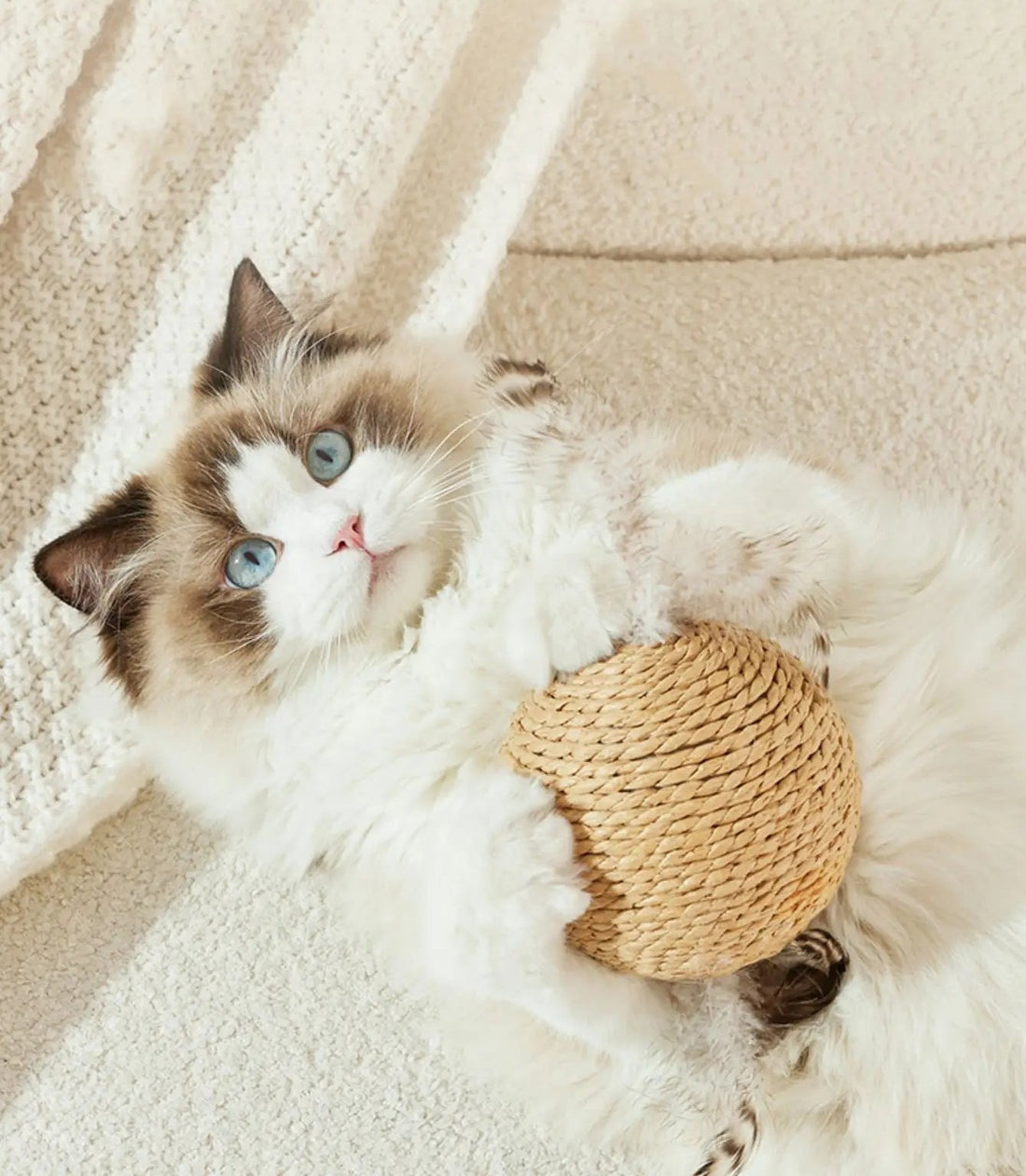 Cat holding the beige sisal scratching ball