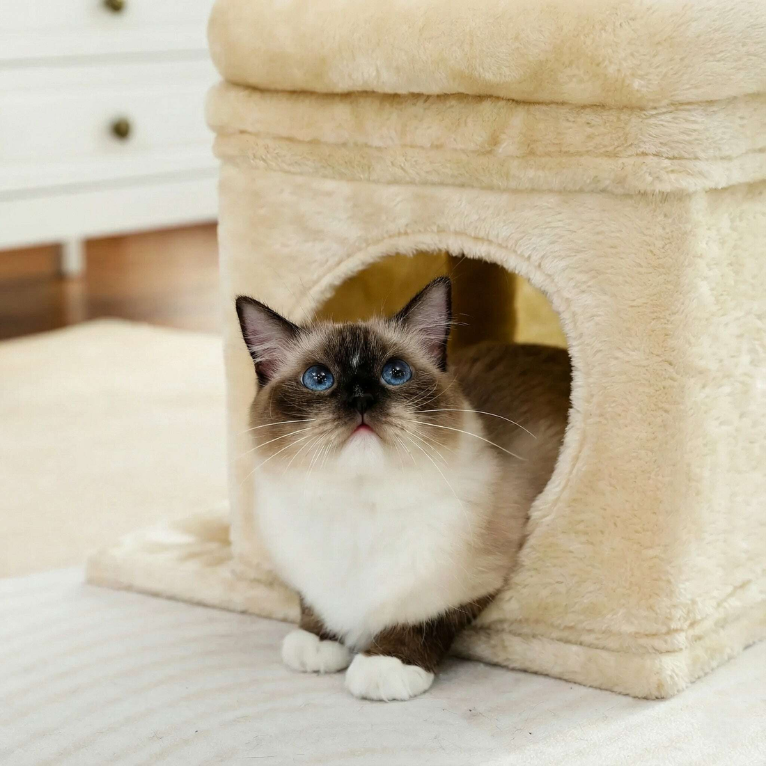 Arbre à chat élégant, de profil