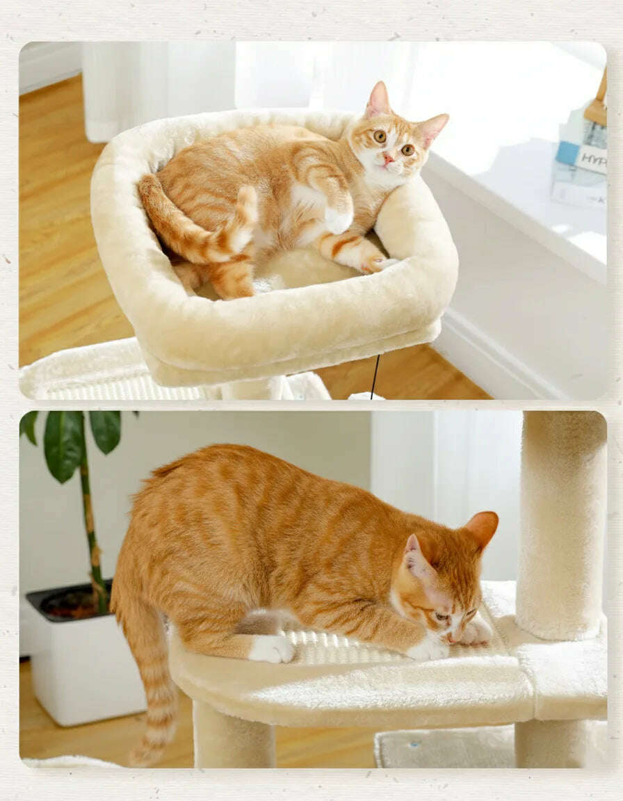 Petit arbre à chat pour espaces restreints — en situation