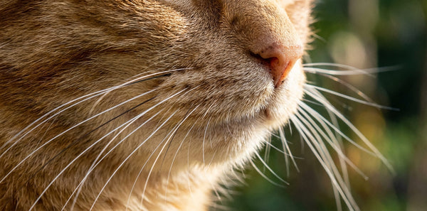 À quoi servent les moustaches du chat ?