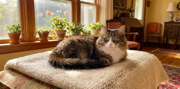 Est-ce que les moustaches du chat repoussent ?