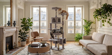 Quel arbre à chat pour main coon