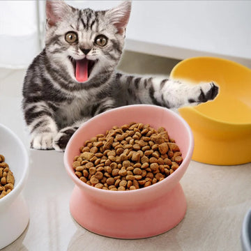 chat-régurgite