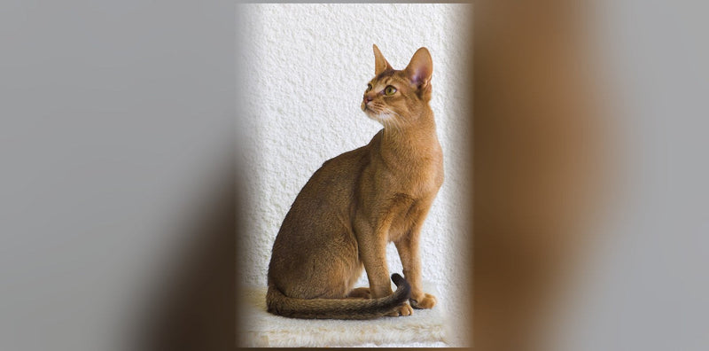 Abyssinian Cat: Origin, Personality, and Price