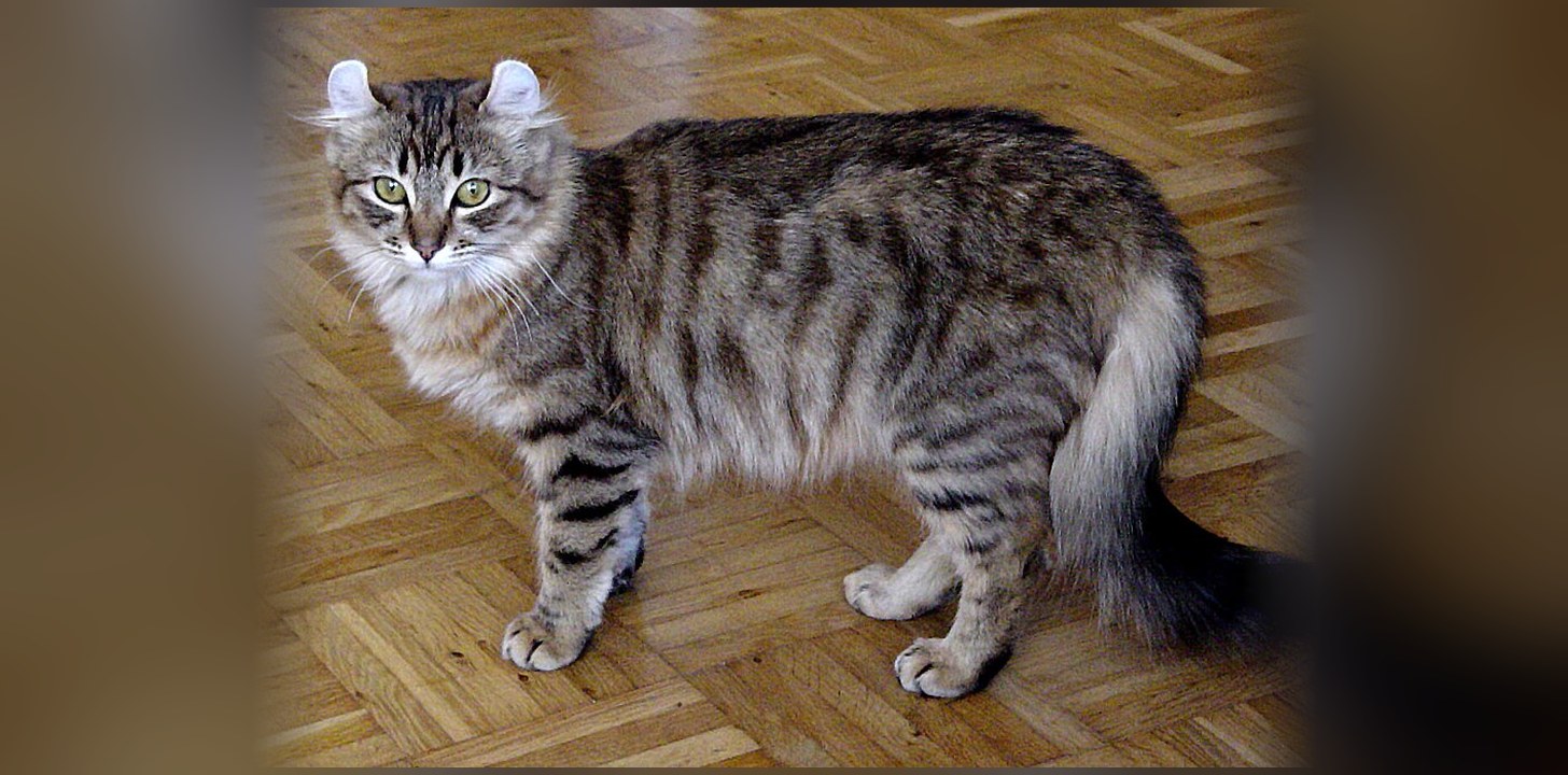 American Curl Cat: Curled Ears & Price | Le Félin