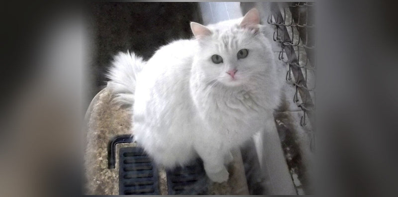 Turkish Angora: Origin, Personality, and Price