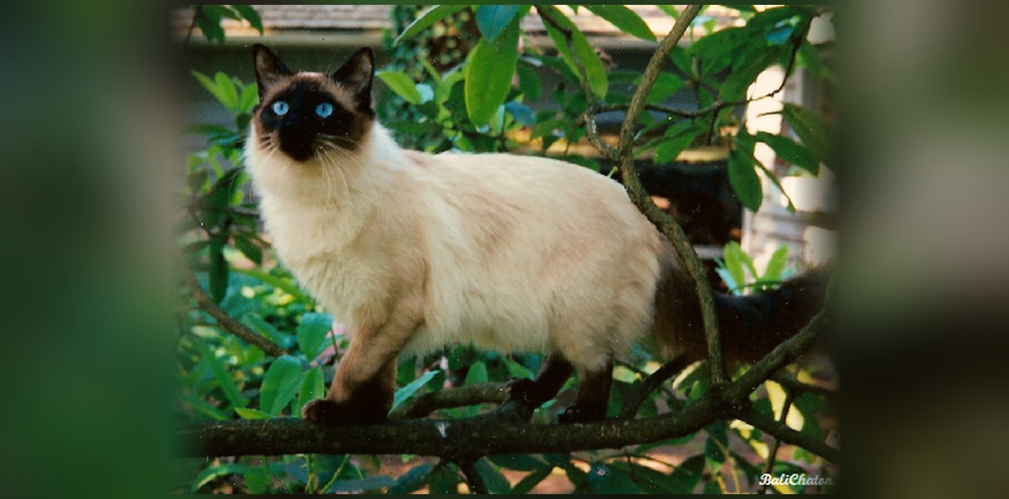 Balinais : origine, caractère et prix de ce chat