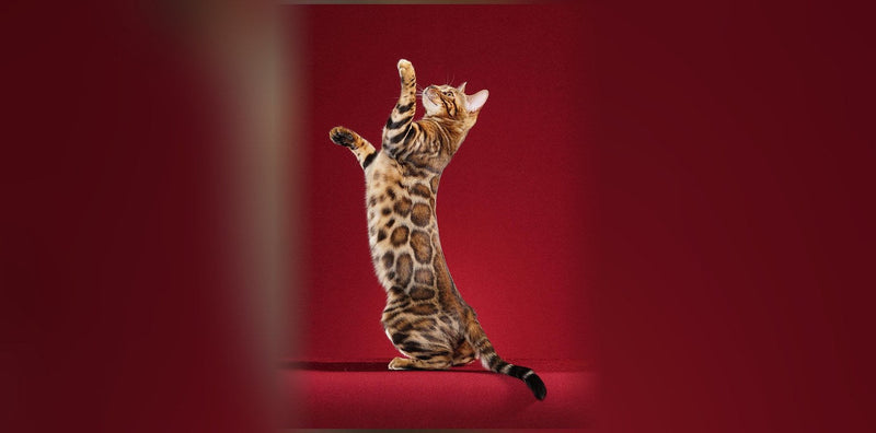 Chat Bengal : origine, caractère et prix