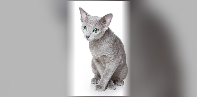 Russian Blue Cats: Origin, Personality, and Price