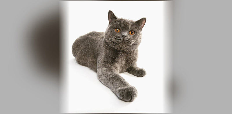 British Shorthair Cat: Origin, Temperament, and Price
