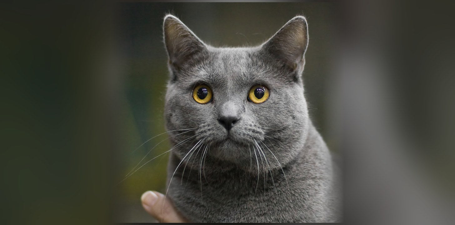 Chartreux : origine, caractère et prix de ce chat français