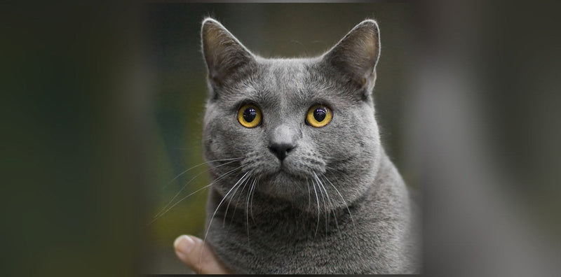 Chartreux Cat: Origin, Temperament, and Price of This French Cat Breed
