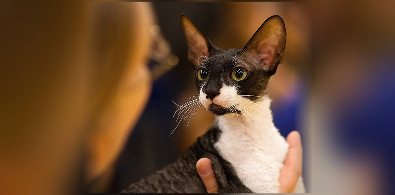 Cornish Rex : origine, caractère et prix de ce chat