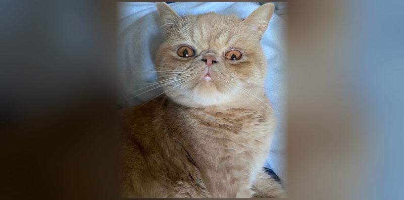 Exotic Shorthair: Origins, Temperament, and Price