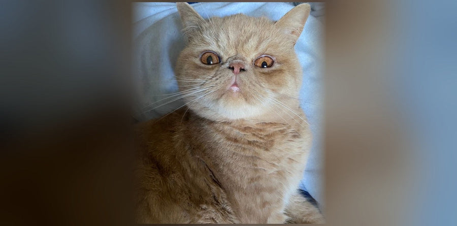 Exotic Shorthair : origines, caractère et prix