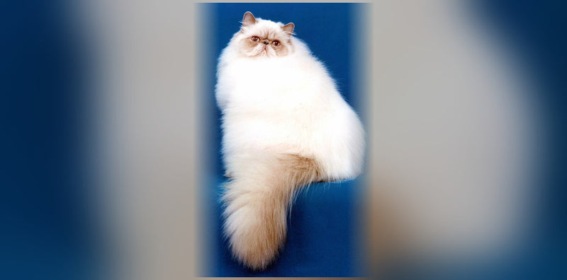 Himalayan Cat: Origin, Temperament, and Price