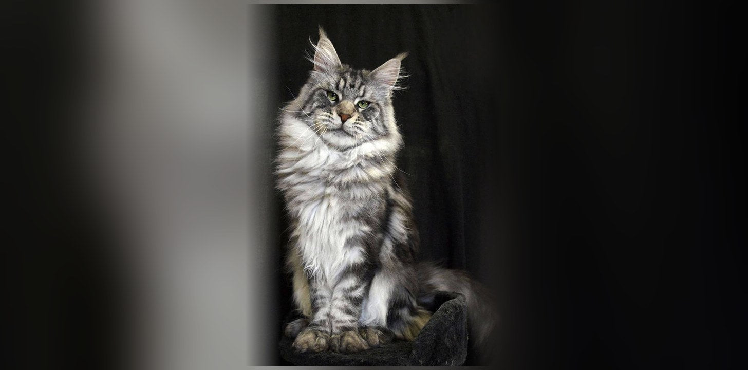Maine Coon : origine, caractère et prix de ce géant