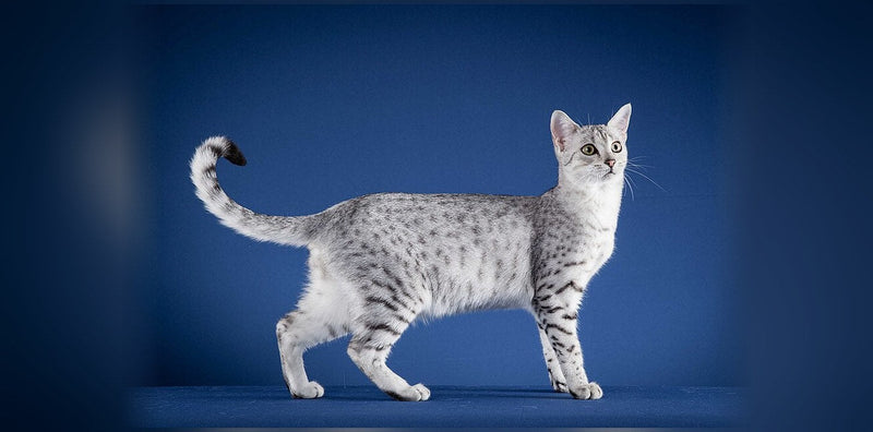 Egyptian Mau: Origins, Temperament, and Price