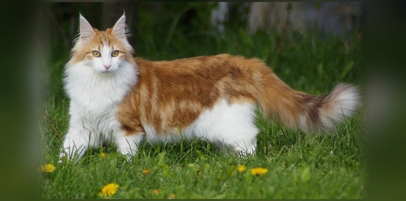 Norwegian Forest Cat: Origin, Personality, and Price