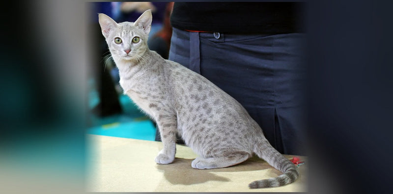 Ocicat : origine, caractère et prix de ce chat sauvage