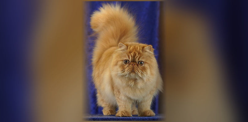 Persian Cat: Origin, Personality, and Price