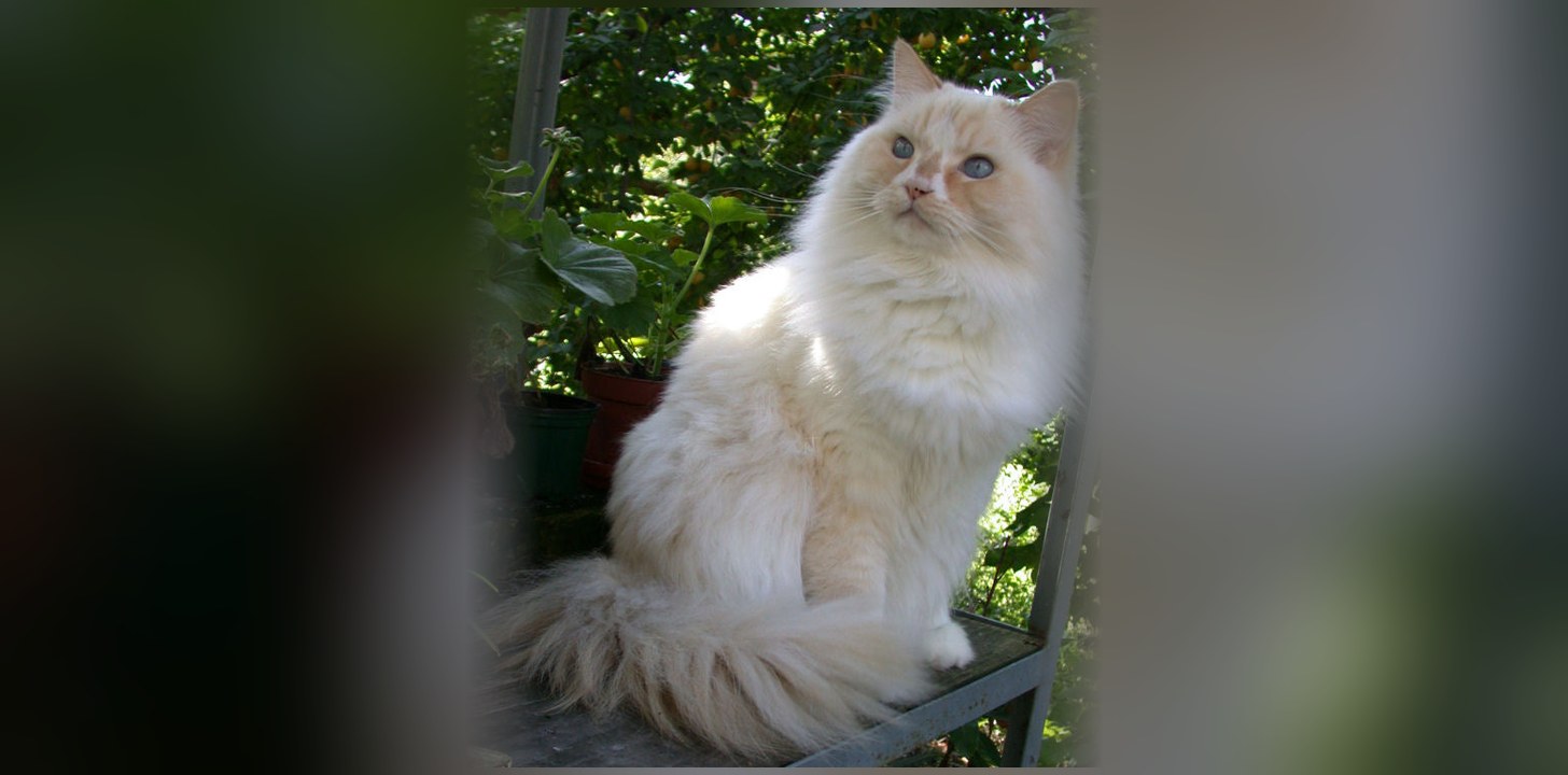 Ragamuffin Cat: The Ragdoll's Cousin, Temperament and Price