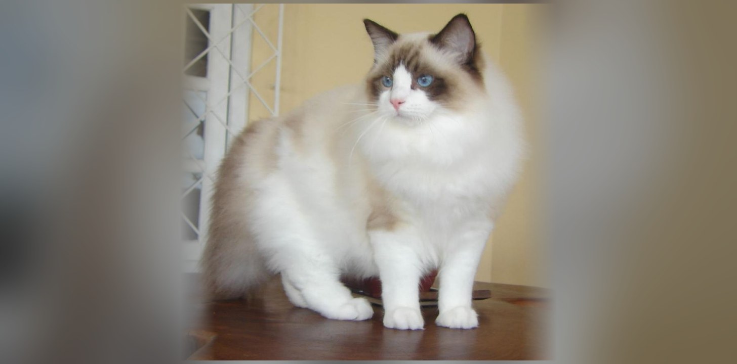 Ragdoll : origine, caractère et prix de ce chat