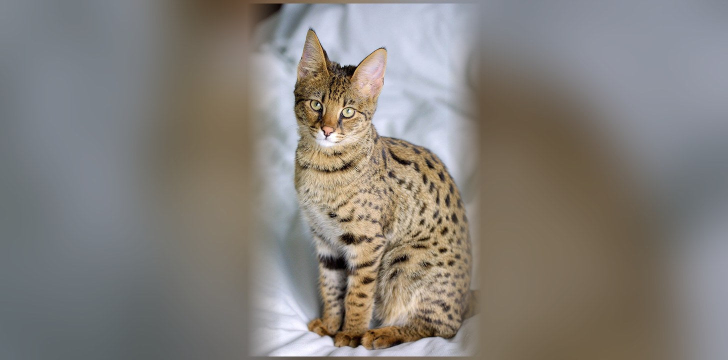 Chat Savannah : origine, caractère et prix