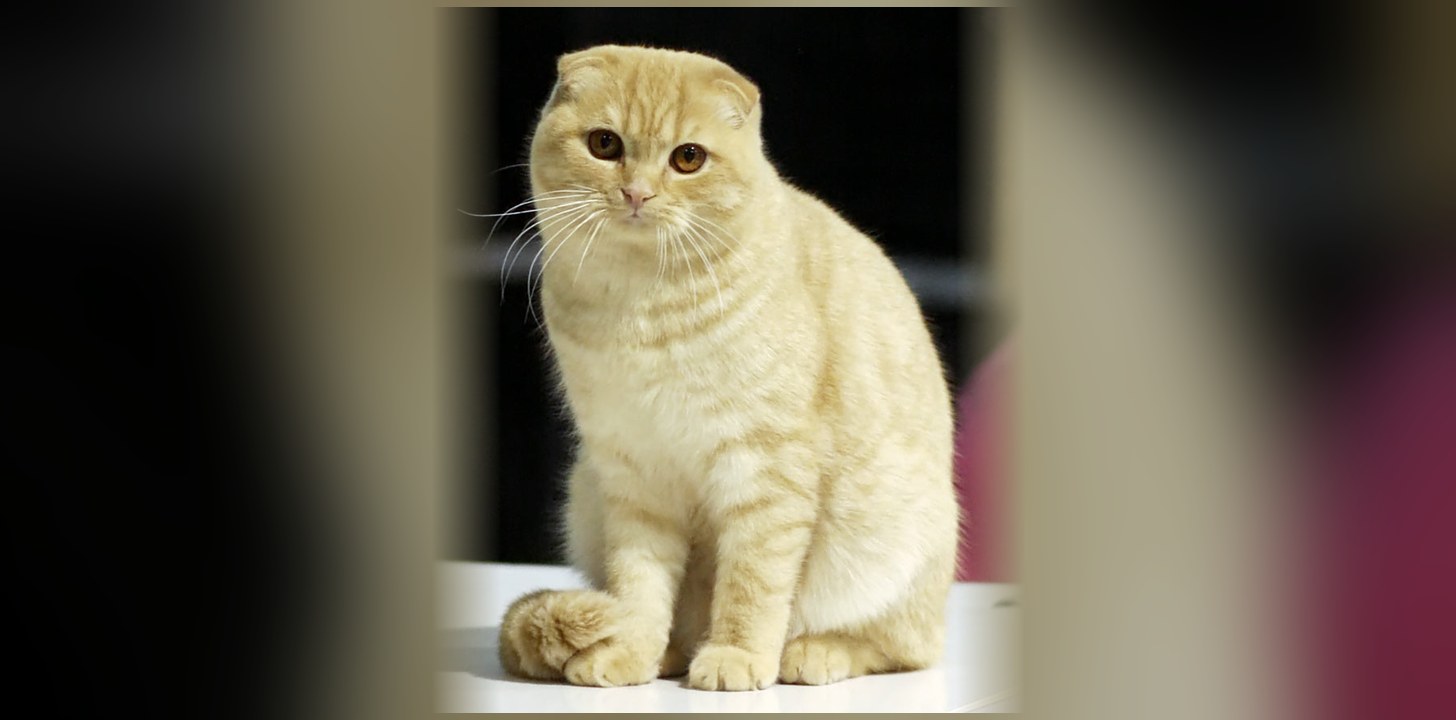 Scottish Fold : origine, caractère et prix de cette race