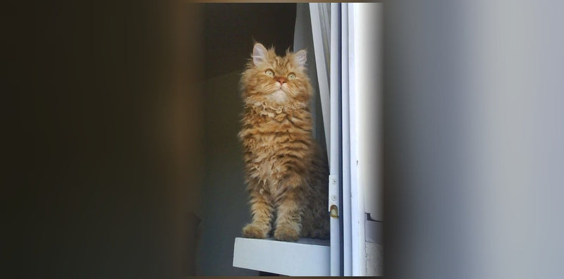 Selkirk Rex : origine, caractère et prix de ce chat