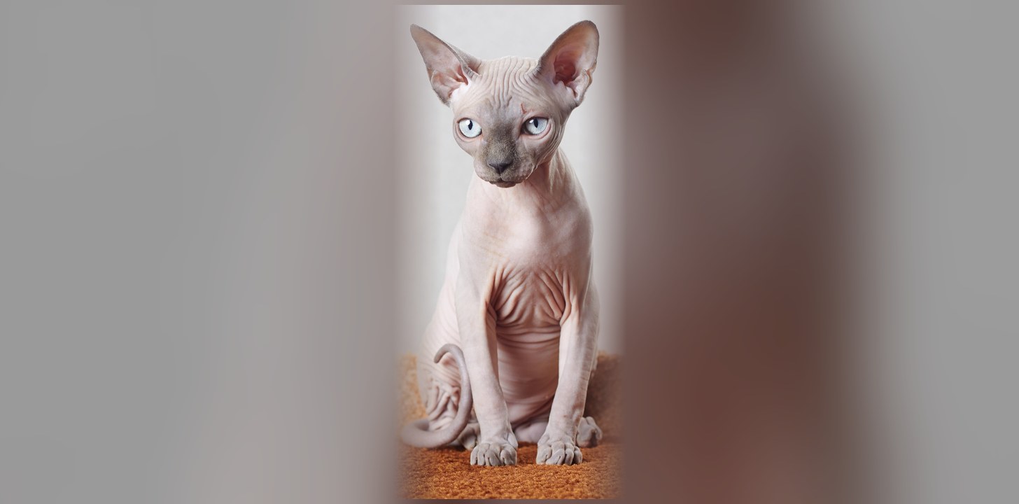 Sphynx : origines, caractère et prix de cette race