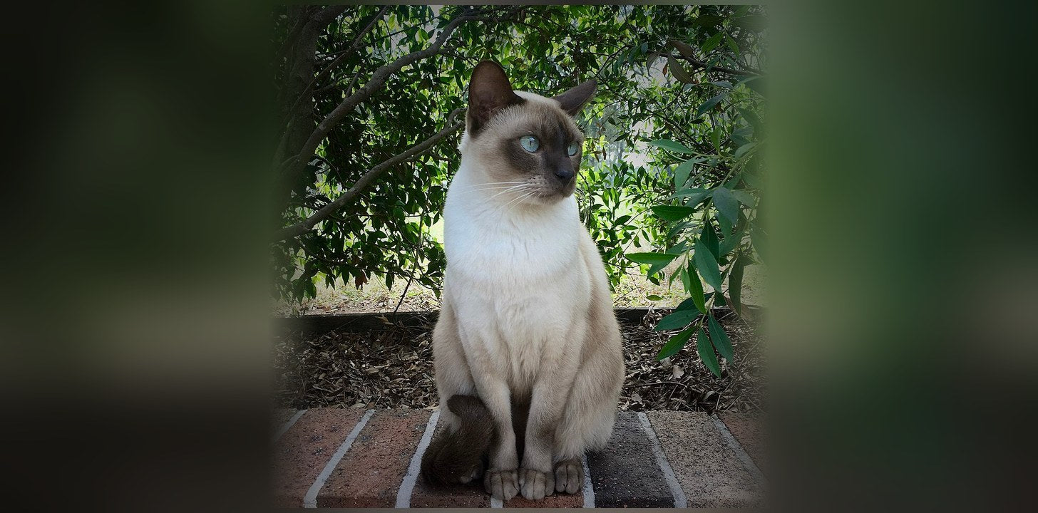 Tonkinois : caractère, origine et prix de ce chat