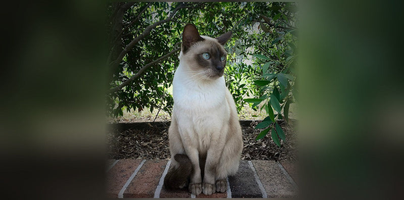 Tonkinois : caractère, origine et prix de ce chat