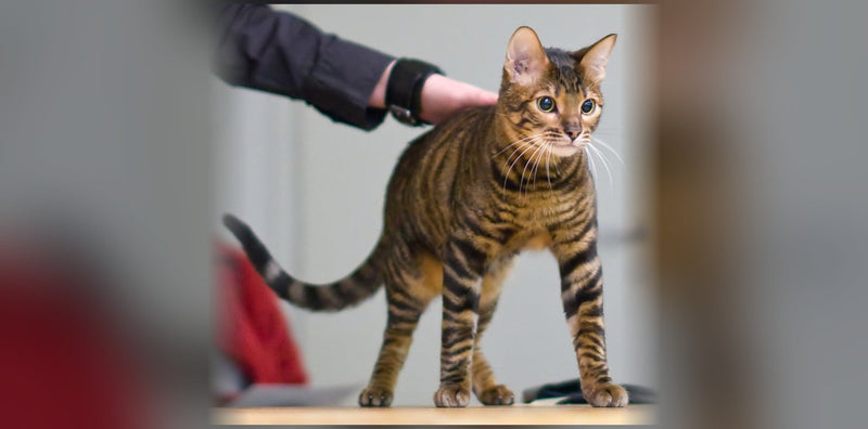 Toyger: The Miniature Tiger from the United States