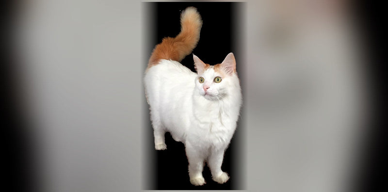 Turkish Van Cat: Origin, Personality, and Price