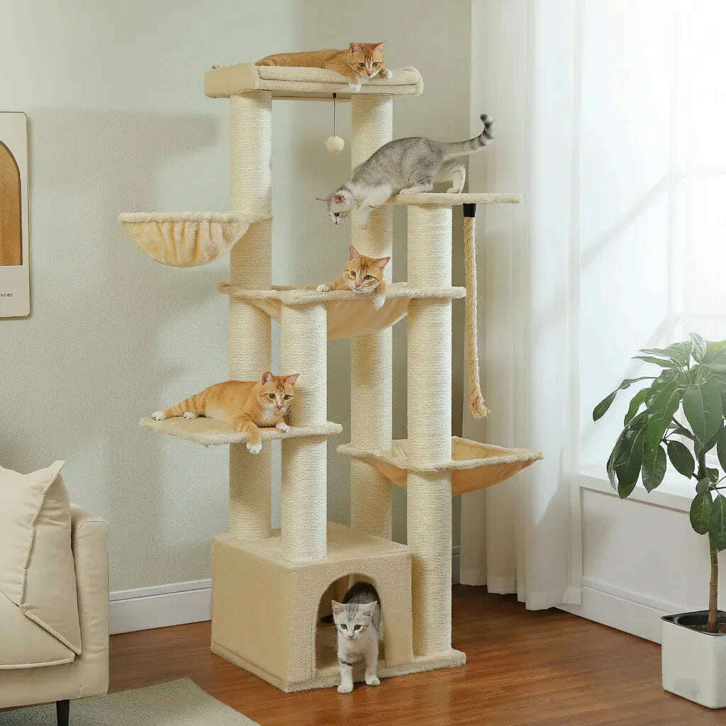 arbre-à-chat-maine-coon-solidele-félin-35860893