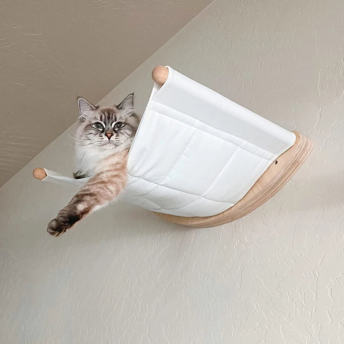 Cat perched in the corner wall hammock
