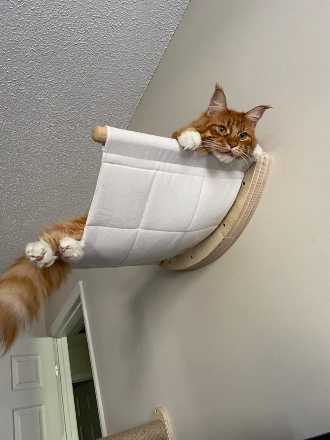 Cat resting in the elevated wall hammock