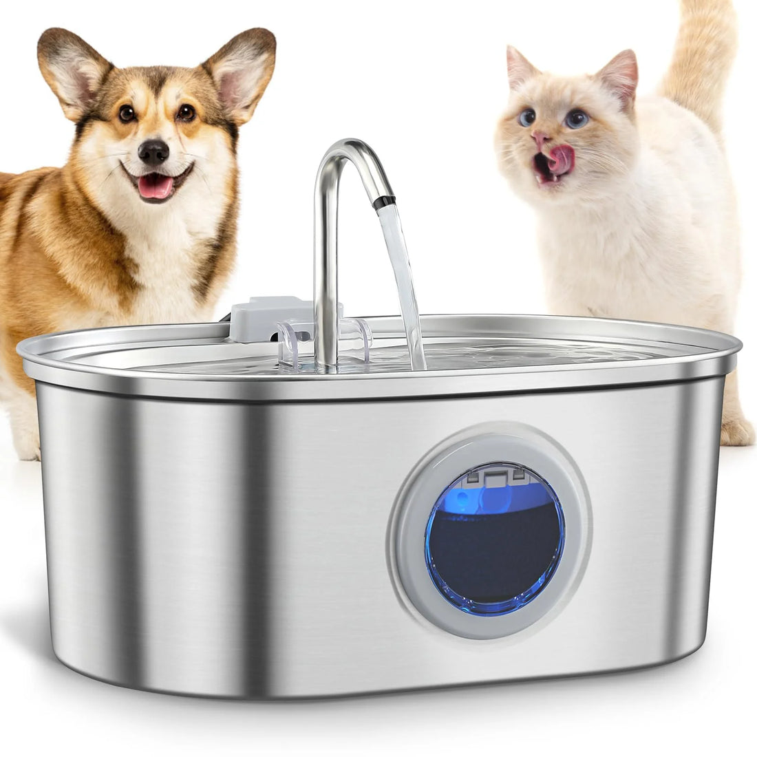 Fontaine à eau en inox brossé avec fenêtre bleue, entre un corgi et un chat crème qui se lèche les babines