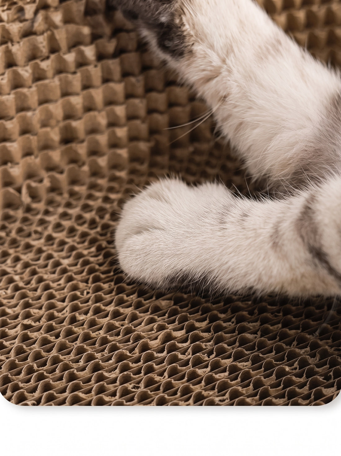 Détail du carton ondulé strié du griffoir, avec les pattes blanches d'un chat posées dessus