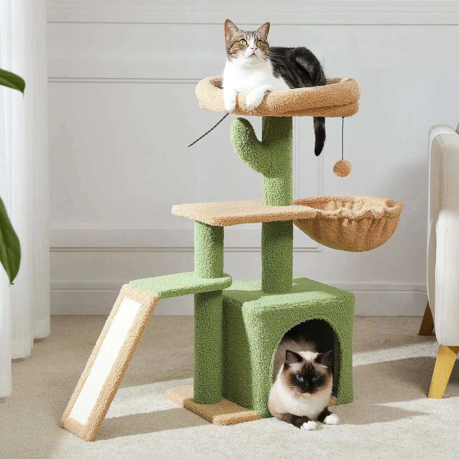 Petit arbre à chat cactus compact — vue de côté