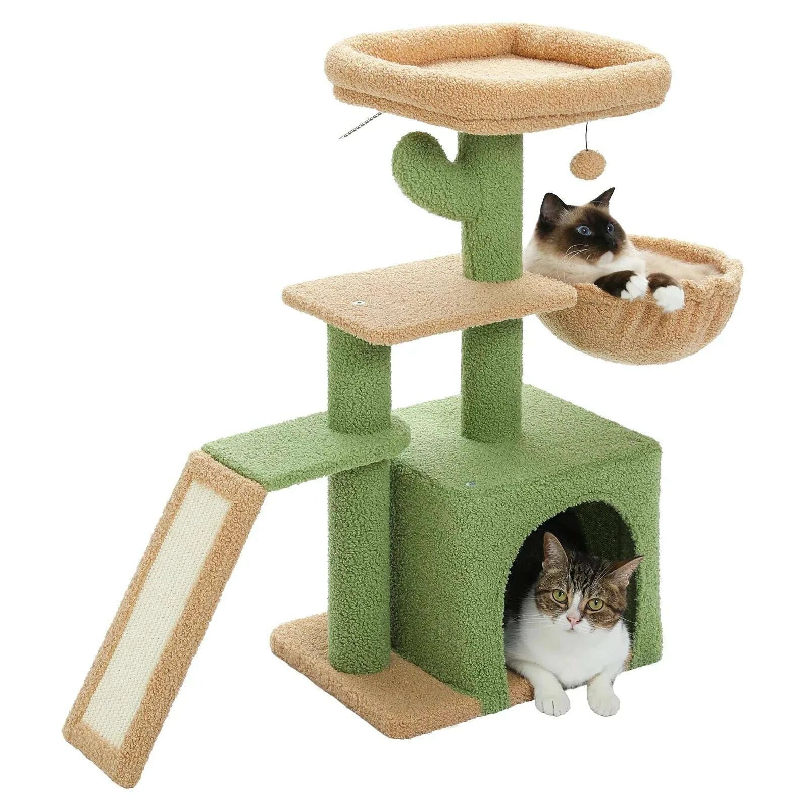 Petit arbre à chat cactus compact