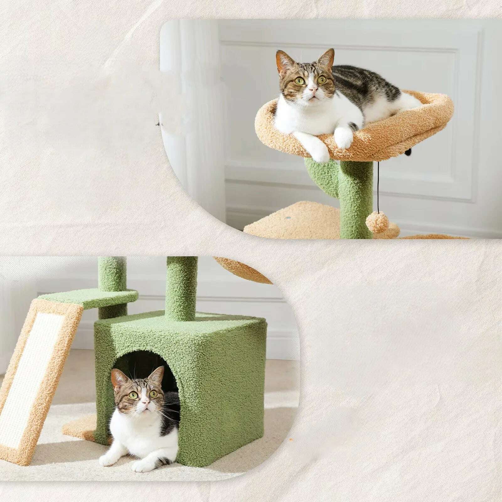 Petit arbre à chat cactus compact — vue arrière